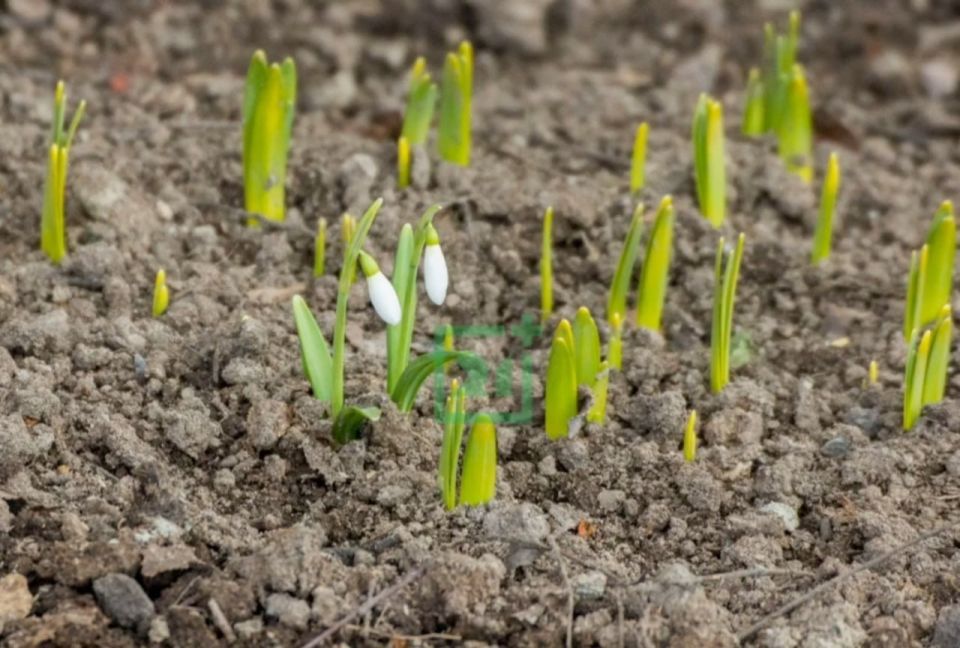 ������ ����������� �������� � ���������