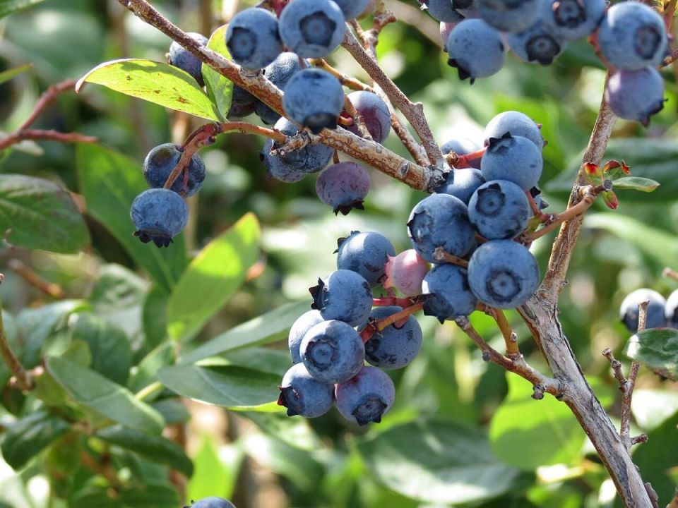 ��������� ��������: ��� ���������� �������� ���� ��������� ������� ��� �����