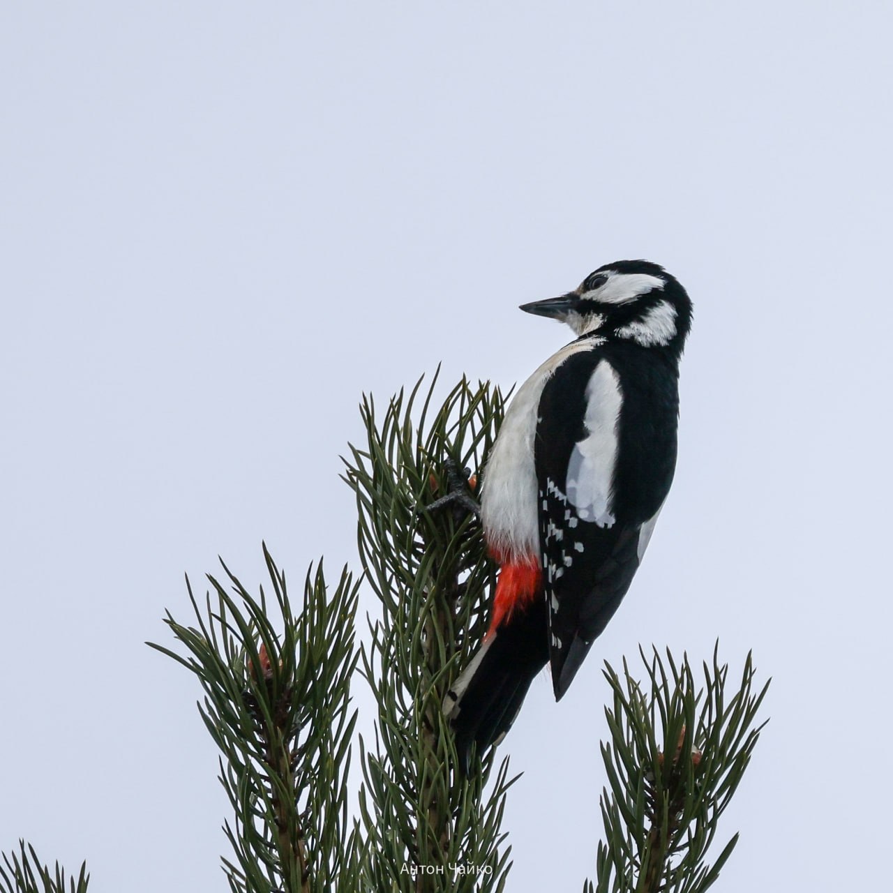 Доброе утро, Заполярье!. А вы знали, что на мурманской «Снежинке» обитает настоящее пернатое разнообразие: зеленушка, большой пестрый дятел, кукша и даже щур Доброе утро, Заполярье!. А вы знали, что на мурманской «Снежинке» обитает настоящее пернатое разнообразие: зеленушка, большой пестрый дятел, кукша и даже щур