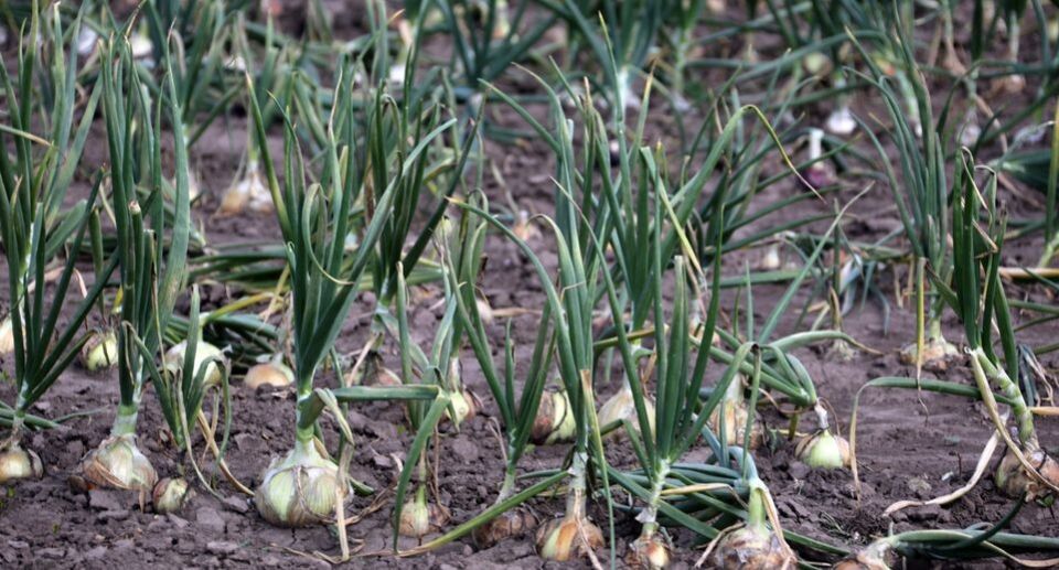 �������� �������� ������� ������ ������: ����� ������ � ��������� �����