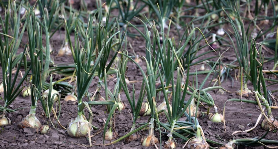 Садоводы выбирают компост вместо навоза: новые тренды в удобрении почвы