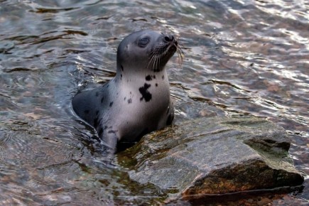 � �� �����, ��� ���������� � ������������ ����� ���������� �������, ��� ����� ������� ������� ������?