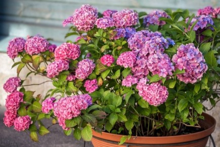 ����������� ��������� � �������: ������� ��������� ����� � �������