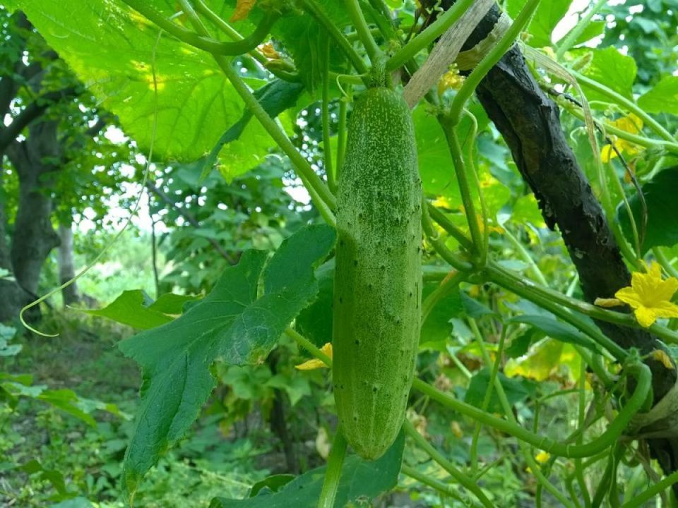 ��� � ������� ������ � ���� �������� ������ �� �������� � ������ ����