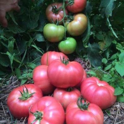 ����� ��-530: ��� ����� ������� ����� ������