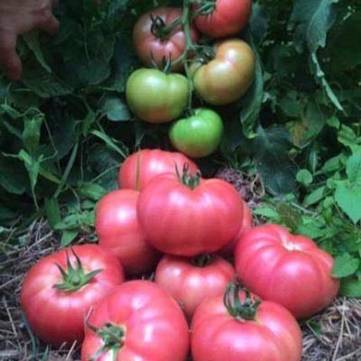 Томат АВ-530: ваш новый фаворит среди сортов