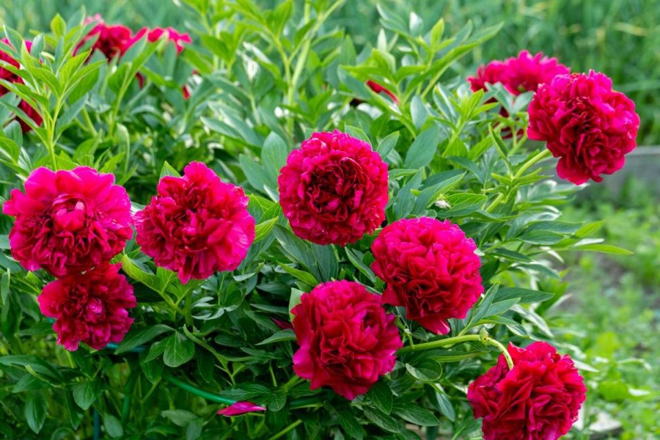 ������������ ������� ����� �� ������� ����� ��������: ������ ������� ���������