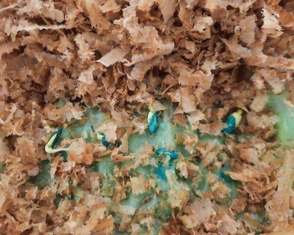 ������� ��������� ������ �������: ��� ������ �������� � ��������