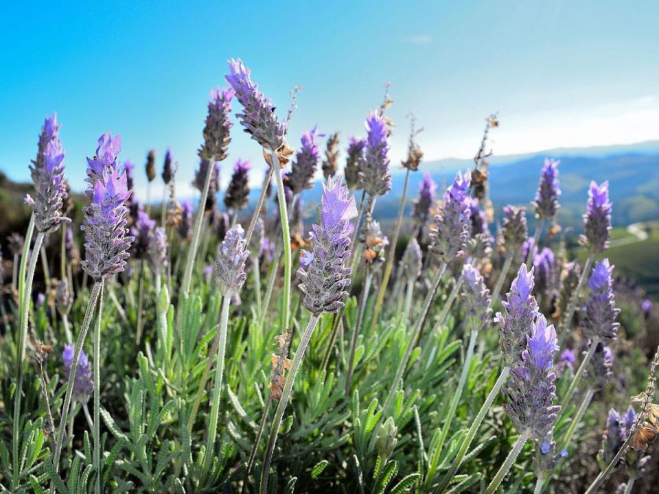 ������� �������� ������� �������: ��� �������� ������� ��������