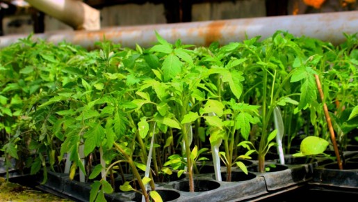 Как компост становится секретом урожая: Удивительные преимущества для ваших томатов