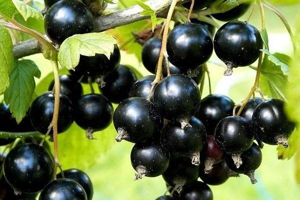 ��������� ������: ��������� ���� ��� ������ ����