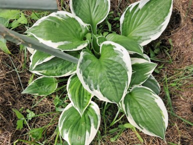 �������� ������� �������������: 7 ������, ������� �������� ���� � ����