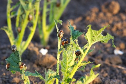 Как защитить огород от колорадского жука: осенние стратегии для садоводов