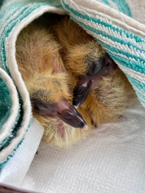 Нашли птенца голубя, как за ним ухаживать?