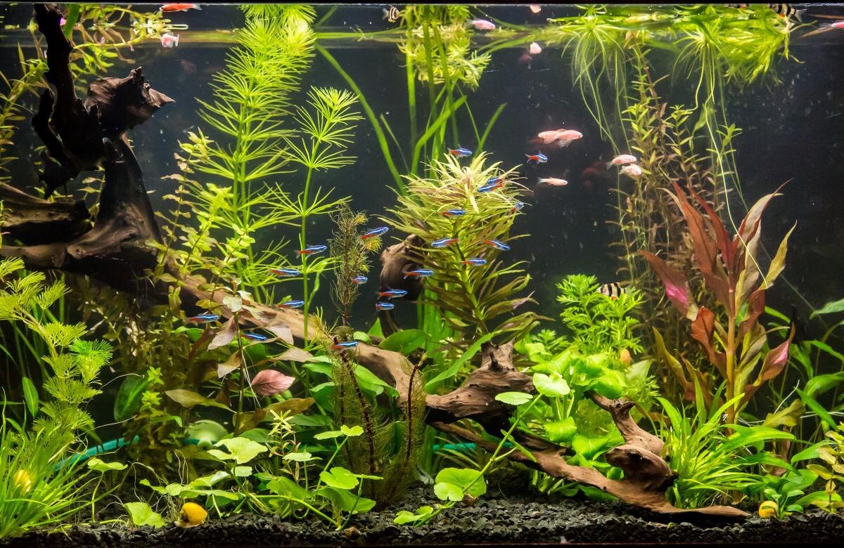 Зеленая вода в аквариуме: как справиться с мутностью и вернуть прозрачность