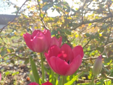 Почему в этом году тюльпаны остались в земле: неожиданные решения и размышления садовода