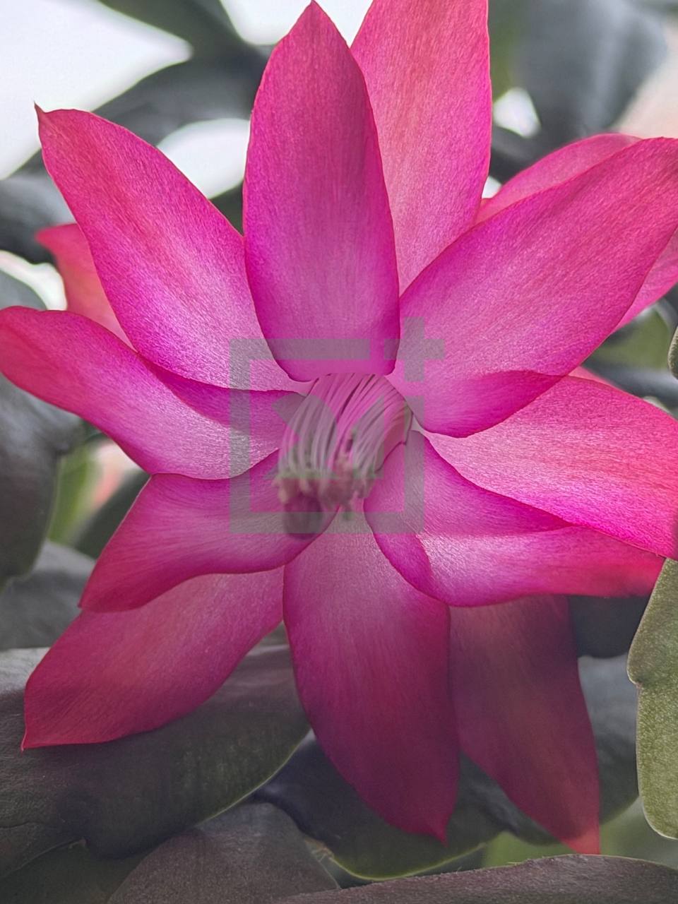 Мурманчане хвастаются яркими цветами на подоконниках Мурманчане хвастаются яркими цветами на подоконниках