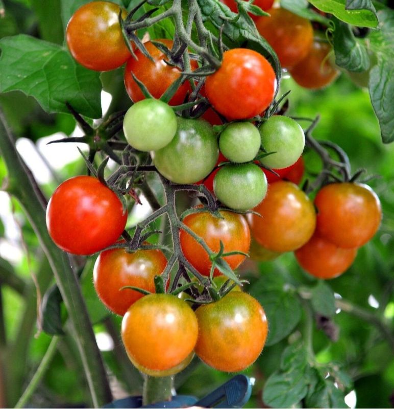 ������, ������� ������ ����� ������� ��������� �����