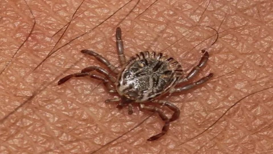 ��� ���������� �� ������: ������� � ����������� ������