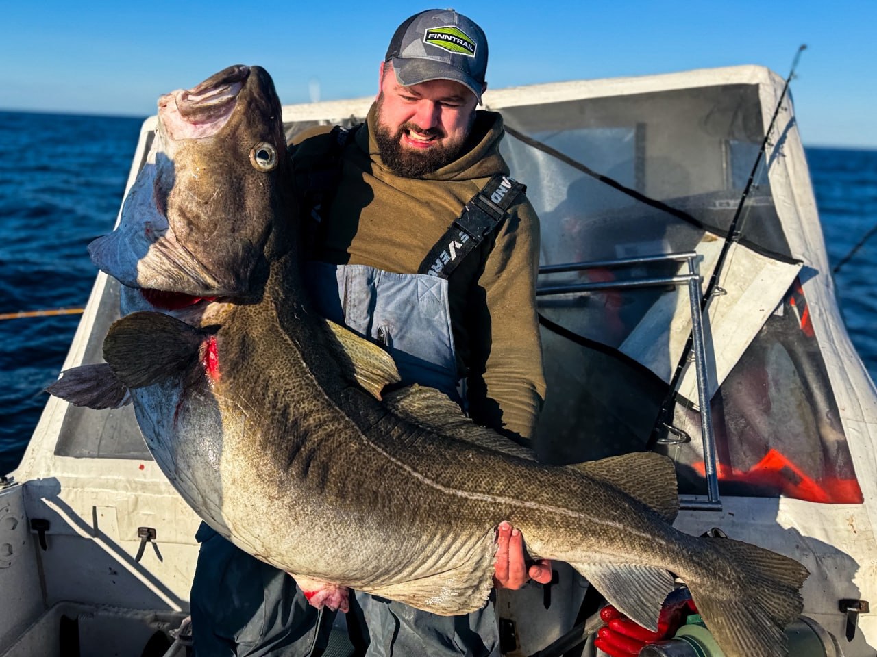 В Баренцевом море поймали треску-гиганта