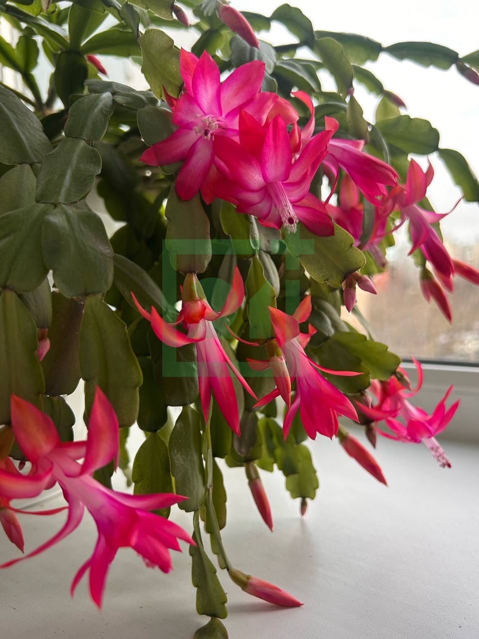 Мурманчане хвастаются яркими цветами на подоконниках