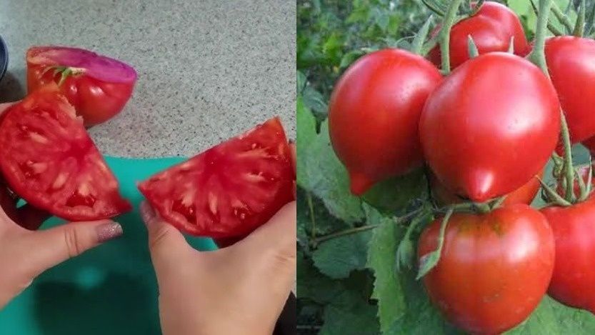 ������� ��������� ������ ������ ���������: ���� ���������