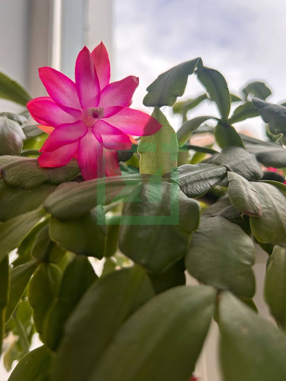 Мурманчане хвастаются яркими цветами на подоконниках Мурманчане хвастаются яркими цветами на подоконниках