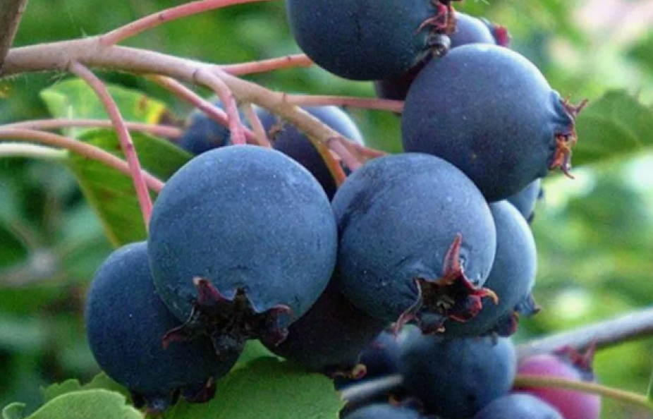 Почему ирга должна занять свое место в вашем саду