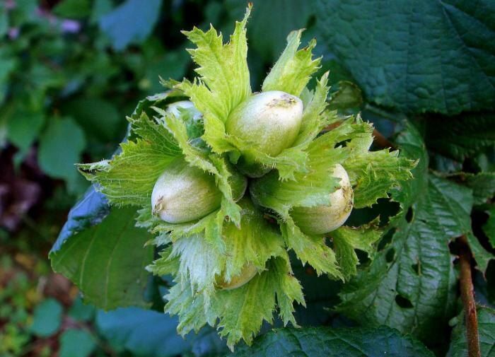 ������� ��������� ����������� ������: �� ������ ����� �� �����