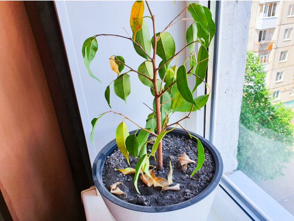 ������ ����� ���������� ������ ������: ������� ������� ��� �������������� �������� ��������