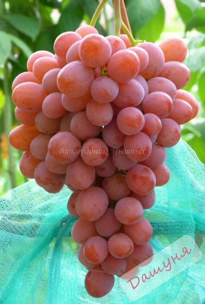Сорт винограда «Дашуня»: удивительные вкусовые качества и роскошные плоды