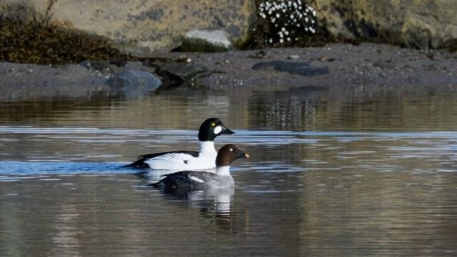 Гоголи прилетели с зимовки в Мурманскую область раньше срока