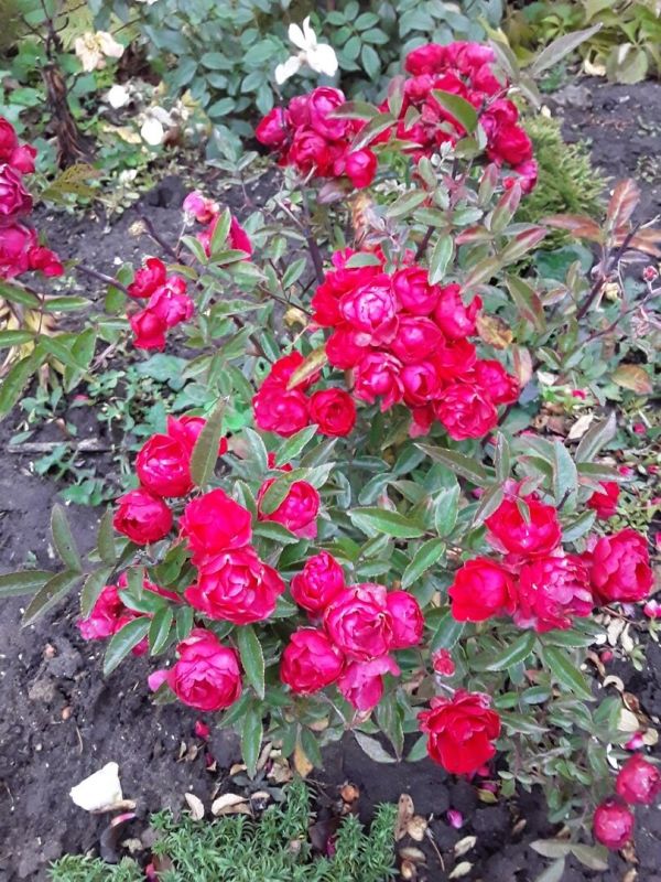 ����, ������� ������ ��� ����