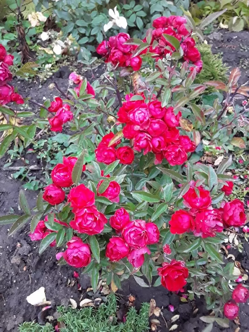 Розы, которые радуют все лето