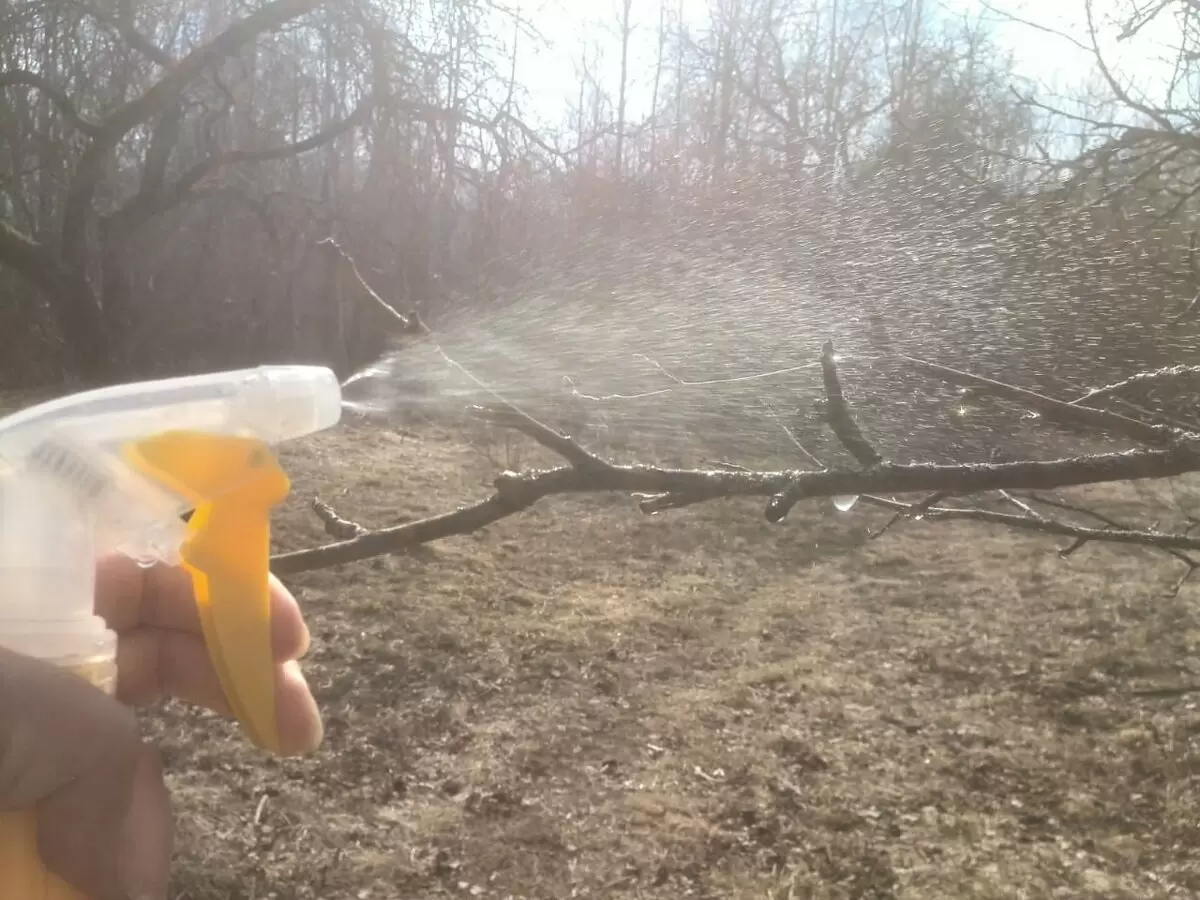 Как защитить яблоню от листовертки весной: советы и средства