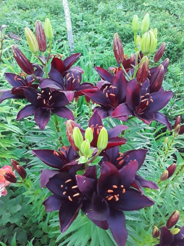 ��� ����� ������ � ��� ������� ���������� ���������� � ����