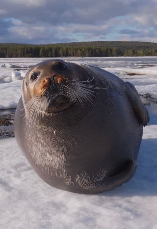 ������ ����, ���������!. ������ ���� � �������� ������ �� ������ ����, ��� ������� ���� ���������� �� ������ � ����� ������