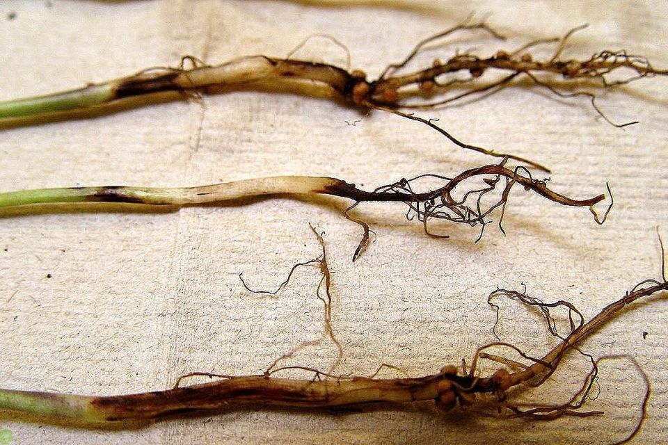 ��� ���������� � ������ ������ �� �������: ������ �� ������������ � �������