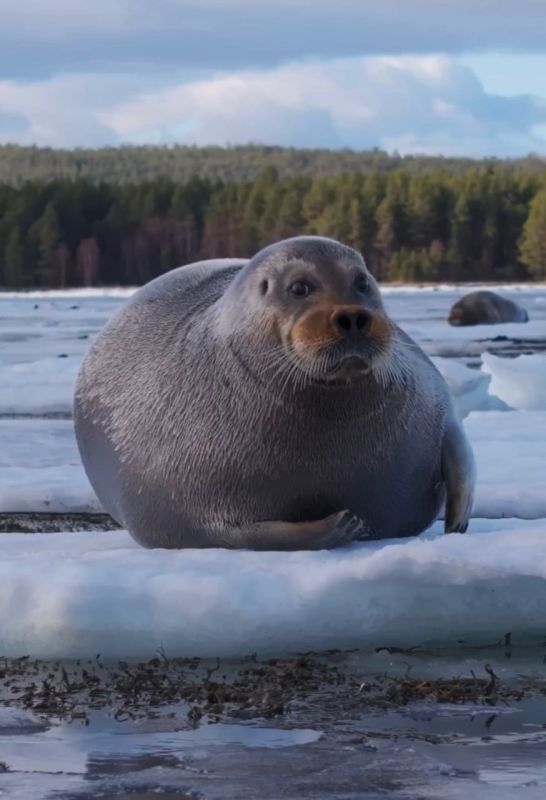 ������ ����, ���������!. ������ ���� � �������� ������ �� ������ ����, ��� ������� ���� ���������� �� ������ � ����� ������