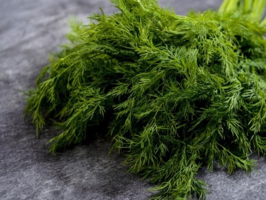 Укроп на ваших грядках: секреты совместимости и ухода