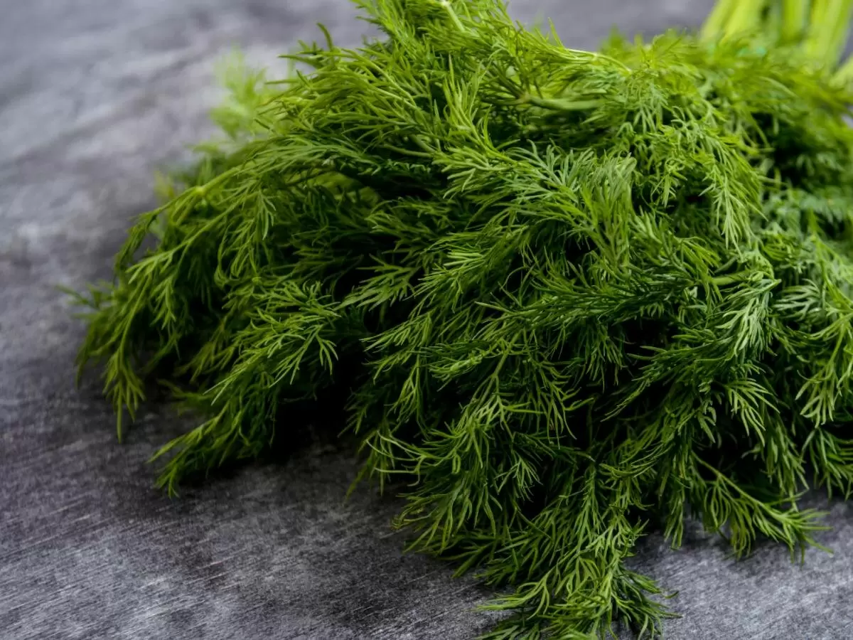 Укроп на ваших грядках: секреты совместимости и ухода