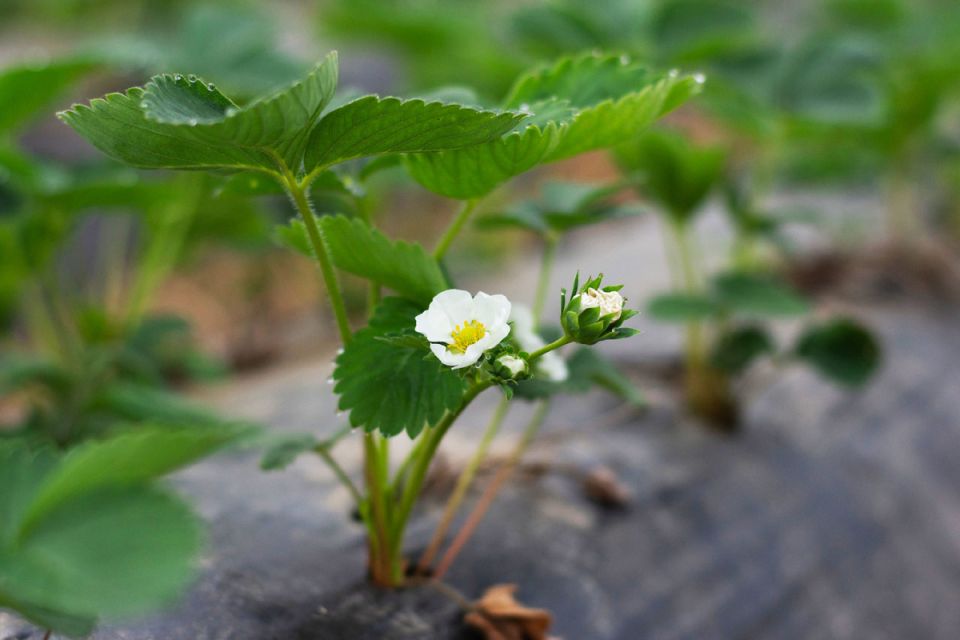 �������� ���� �� ���������: �������� �������