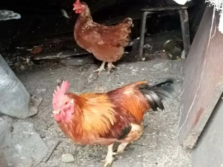 Что изменилось в курином мясном производстве за последние десятилетия