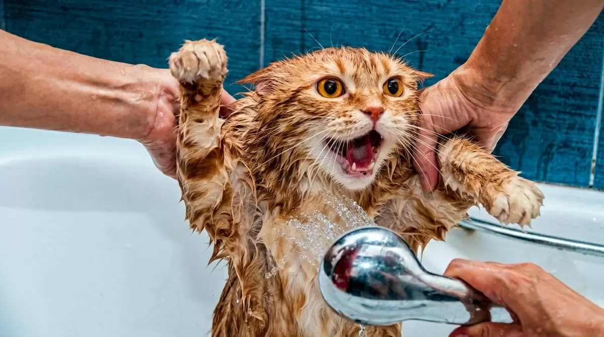 Как помыть кота: советы от опытных хозяев