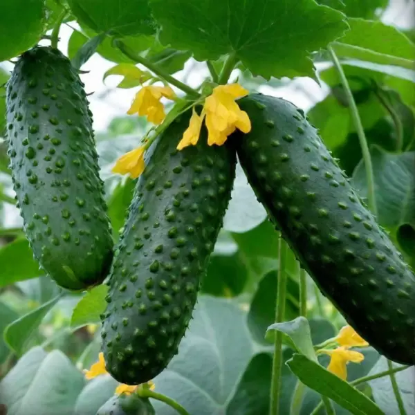 Огурец Устюг: рано зреющий фаворит для вашего тепличного сада