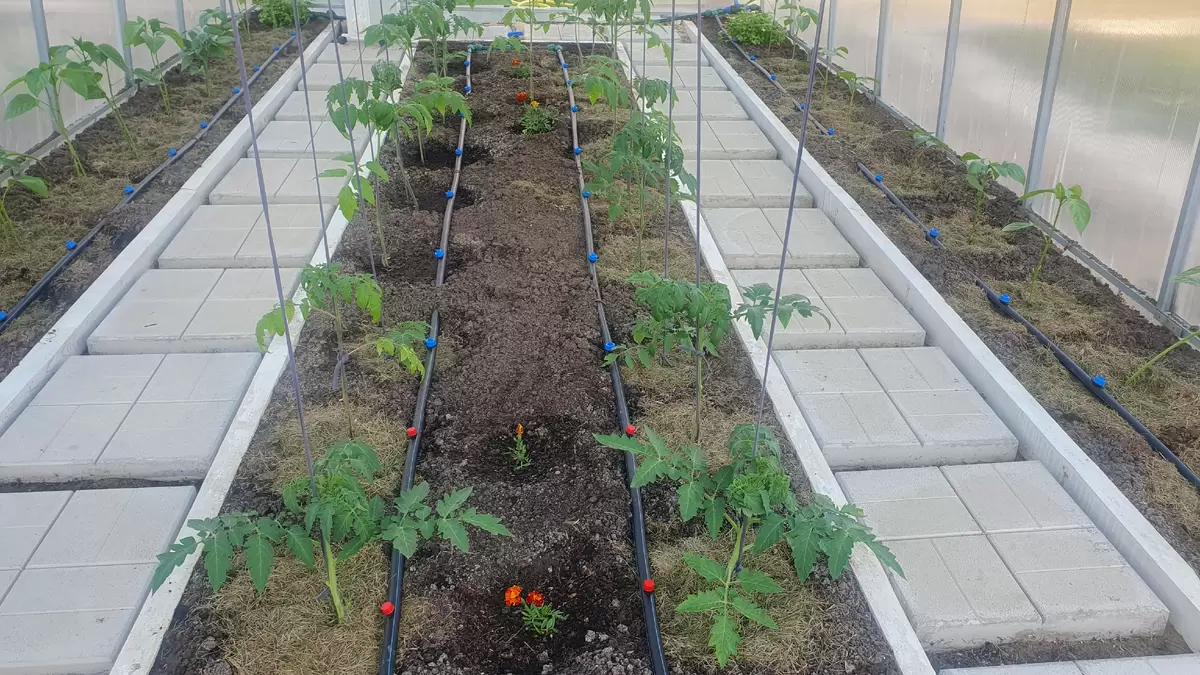 Капельный полив: стоит ли его устанавливать в теплицах?