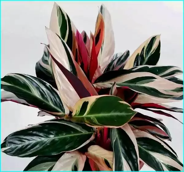 Строманта: как экзотическая красавица покоряет дома цветоводов