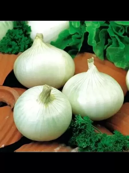 Лук Авалон: белоснежная репка с изысканным вкусом