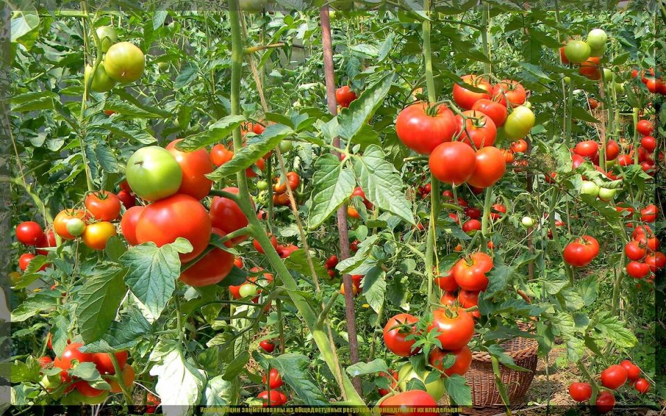 ��� ��������� �� �������� � �������: ������ � ���������������