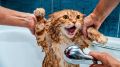 Как помыть кота: советы от опытных хозяев